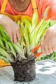 Woman dividing an aechmea, in summer. Separation of shoots around a plant that has flowered.