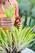 Woman dividing an aechmea, in summer. Separation of shoots around a plant that has flowered.