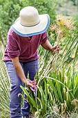 Woman cleaning agapanthus plants in late summer.