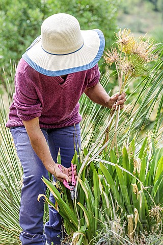 Woman_cleaning_agapanthus_plants_in_late_summer