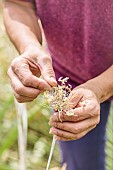 Examination of agapanthus flower remains for traces of agapanthus gall midge (not present here).