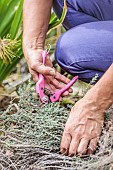 Woman folding a thyme plant to regenerate it.