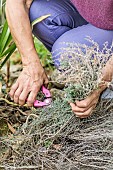 Woman folding a thyme plant to regenerate it.