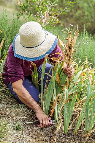 Woman_cleaning_bearded_irises_Iris_germanica_in_late_summer_Removal_of_old_foliage_and_remnants_of_i