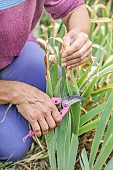 Woman cleaning bearded irises (Iris germanica) in late summer. Removal of damaged but still mostly green leaves.