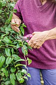 Woman pruning a honeysuckle: the sarment stems are shortened.