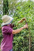 Woman pruning a peach tree in the summer: the vertical shoots are shortened to only a few eyes.