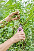 Woman pruning a peach tree in the summer: the vertical shoots are shortened to only a few eyes.