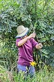 Woman pruning a wisteria during the summer: the wisteria stems are strongly bent.