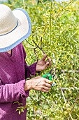 Woman pruning a Banks rose (Rosa banksiae) in summer: the stems are shortened downwards from a current years shoot and directed upwards.