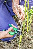 Pruning of a citrus tree grown in the ground. Removal of dead wood.