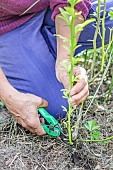 Pruning a citrus fruit grown in the open ground. Removal of rootstock shoots, as shown here, a trifoliate rootstock (citrange).