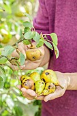 Thinning of pears in summer: removal of damaged, malformed or scabbed fruit.