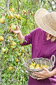 Woman picking early Beurré Hardy pears