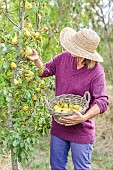 Woman picking early Beurré Hardy pears