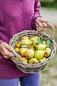 Woman carrying a basket of early Beurré Hardy pears