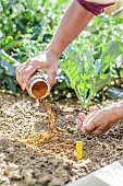 Spreading bird protection on a young bean seedling: chilli powder, which discourages birds.