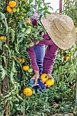 Woman harvesting yellow tomatoes Azoychka Russian