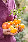 Woman carrying orange tomatoes Orange Russian 117, freshly harvested from the garden.