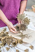 Carrot seed collection, a cross-pollinating vegetable, but yielding faithful seed if only one variety is grown within 500 m.