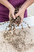 Chicory seed harvesting (self-pollinating plant): the seeds are true to the original variety if no chicory flowers within several hundred metres.