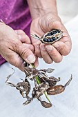 Woman sowing cannas step by step. 1: Seed extraction (on canna left to go to seed).