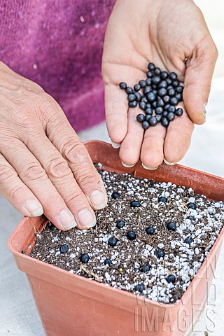 Woman_sowing_cannas_step_by_step_2_Spreading_seeds_in_a_seedling_pot