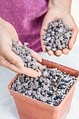 Woman sowing cannas step by step. 3: cover with gravel (pozzolana).