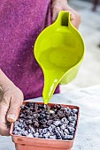 Woman sowing cannas step by step. 4: watering.