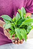 Woman sowing cannas step by step. Seedling pot after cannas have emerged. Pot filled with canna seedlings from sowing.