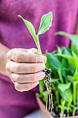 Woman sowing cannas step by step. Seedling pot after cannas have emerged. Detail of a canna seedling from sowing.