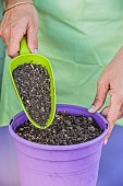 Sowing spinach in a pot, step by step. 2: cover with a layer of substrate