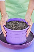 Sowing spinach in a pot, step by step. 3: watering by soaking.