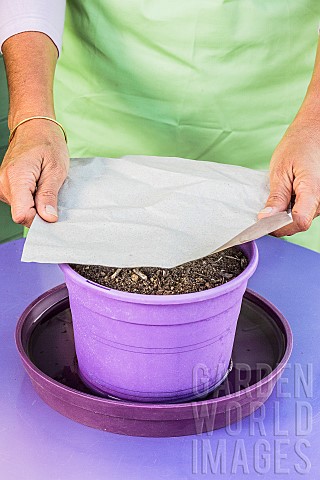 Sowing_spinach_in_a_pot_step_by_step_4_Cover_to_keep_humidity_and_avoid_heat_in_summer