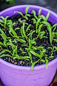 Sowing spinach in a pot, step by step. 5 seedling emergence.