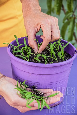 Sowing_spinach_in_a_pot_step_by_step_6_thinning_out_overgrown_seedlings