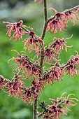 Witch hazel, Hamamelis x intermedia Feuerzauber, in flower, in winter.