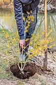 Planting a Hamamelis (Hamamelis sp) in flower at the end of winter