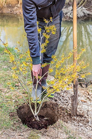Planting_a_Hamamelis_Hamamelis_sp_in_flower_at_the_end_of_winter
