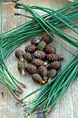 Scots Pine (Pinus sylvestris). Scots Pine buds and needles, health benefits: respiratory tract, as an infusion and essential oil
