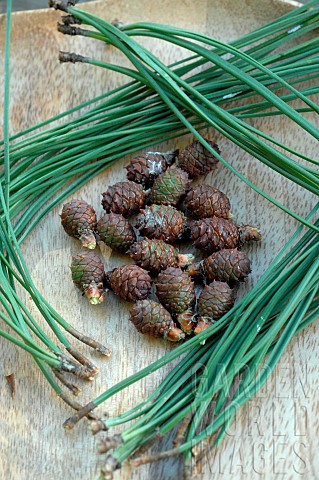 Scots_Pine_Pinus_sylvestris_Scots_Pine_buds_and_needles_health_benefits_respiratory_tract_as_an_infu