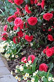 Camellia (Camellia sp) and Primrose (Primula sp) in flower in spring