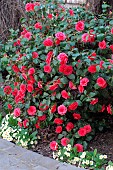 Camellia (Camellia sp) and Primrose (Primula sp) in flower in spring