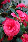 Camellia (Camellia sp) flowers in spring