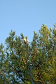 Pine processionary caterpillar (Thaumetopoea pityocampa) nests on Scots pine (Pinus sylvestris). Removal of processionary caterpillar nests, which are harmful to trees and very stinging to animals and humans.