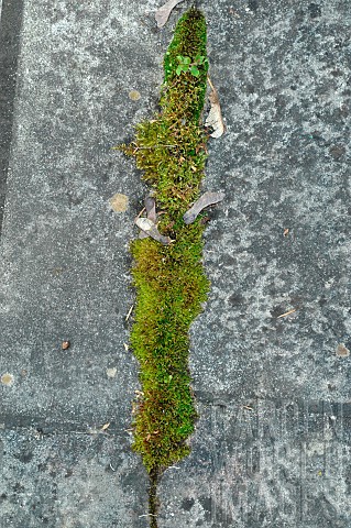 Moss_growing_between_the_tiles_of_a_terrace