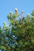 Pine processionary caterpillar (Thaumetopoea pityocampa) nests on Scots pine (Pinus sylvestris). Removal of processionary caterpillar nests, which are harmful to trees and very stinging to animals and humans.