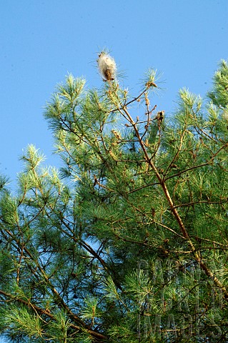 Pine_processionary_caterpillar_Thaumetopoea_pityocampa_nests_on_Scots_pine_Pinus_sylvestris_Removal_