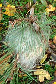 Pine processionary caterpillar (Thaumetopoea pityocampa) nests on Scots pine (Pinus sylvestris) on the ground. Removal of processionary caterpillar nests, which are harmful to trees and very stinging to animals and humans.