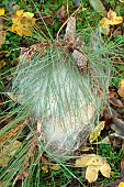 Pine processionary caterpillar (Thaumetopoea pityocampa) nests on Scots pine (Pinus sylvestris) on the ground. Removal of processionary caterpillar nests, which are harmful to trees and very stinging to animals and humans.